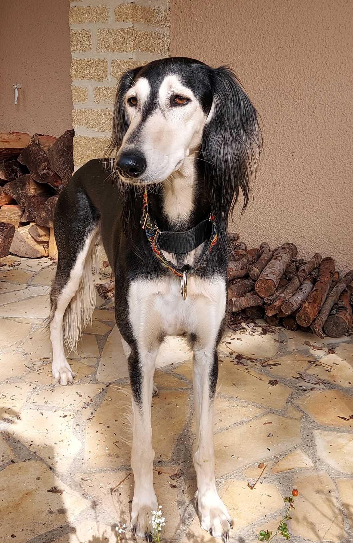 Sagi standing on the terrace, looking to one side