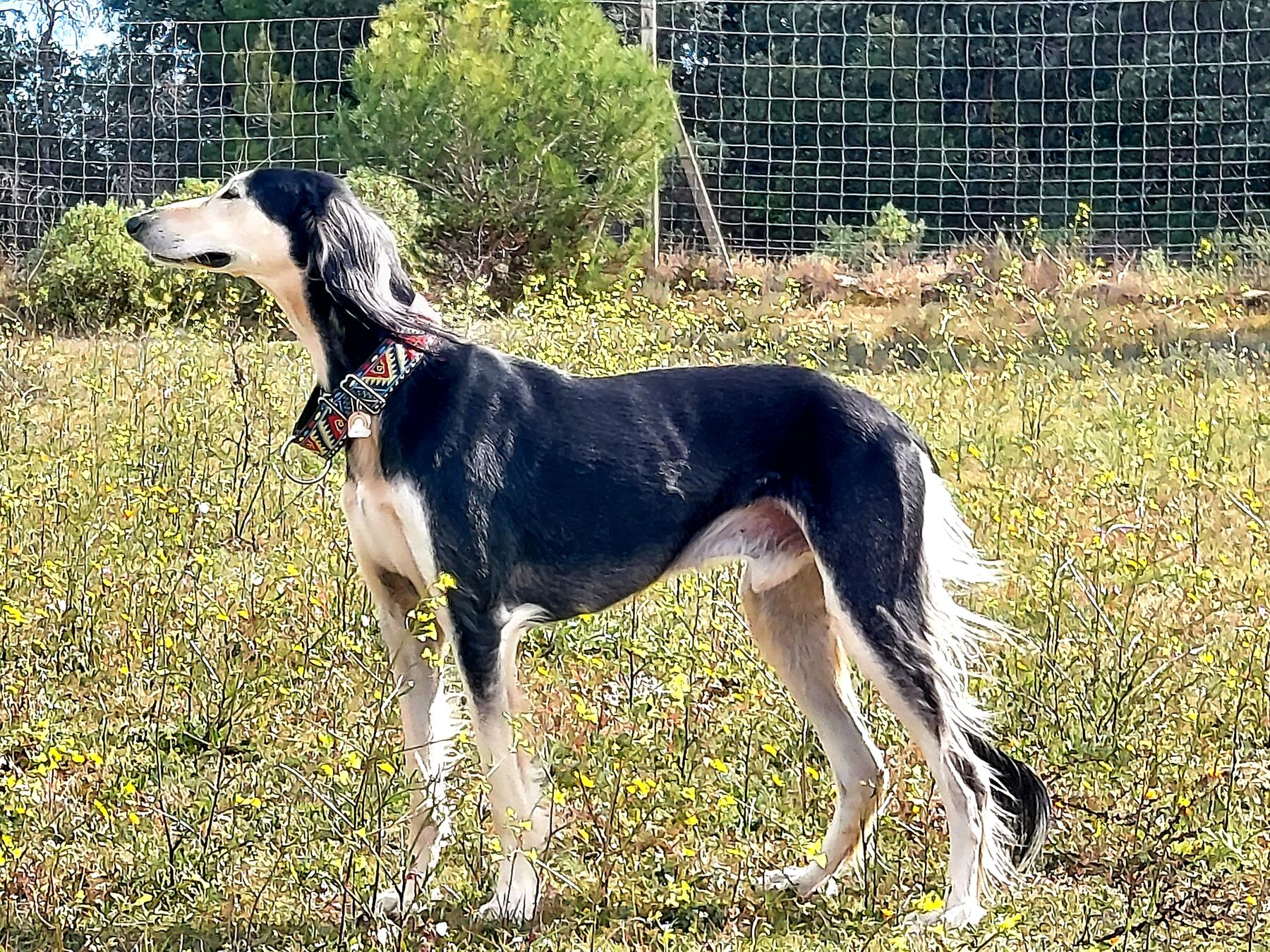 Sagi standing among yellow wildflowers