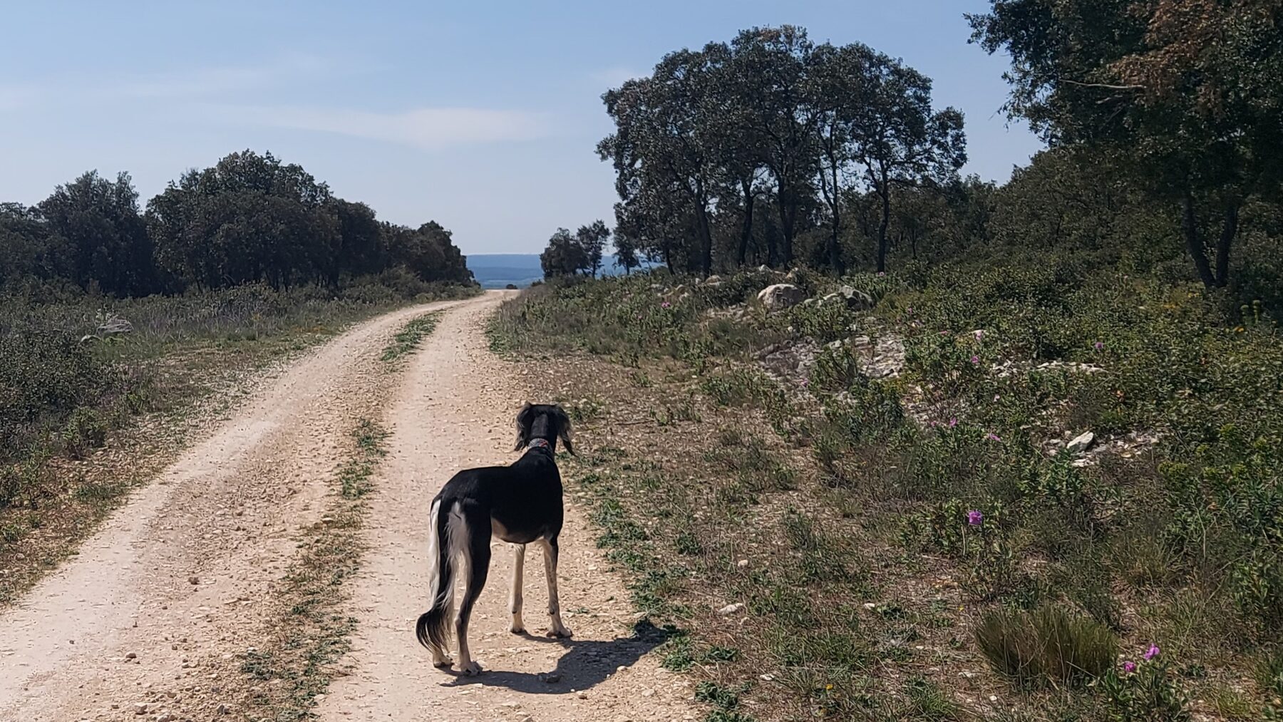 Sagi on a white track through holm oaks, the sea in the distance