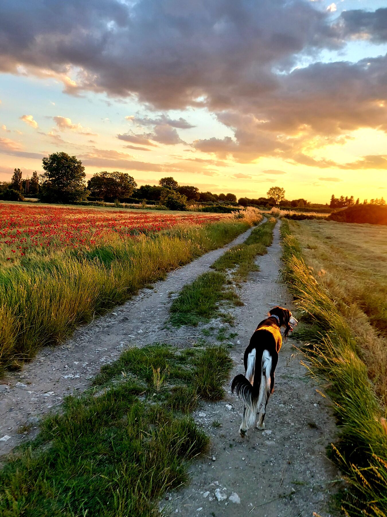 Sagi walking away along a farm track at sunset, a poppy field beside him