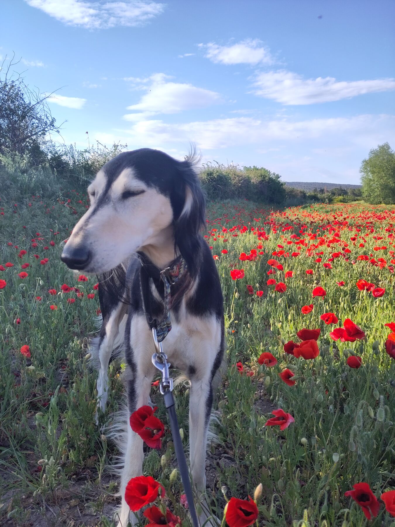 Sagi standing among poppies