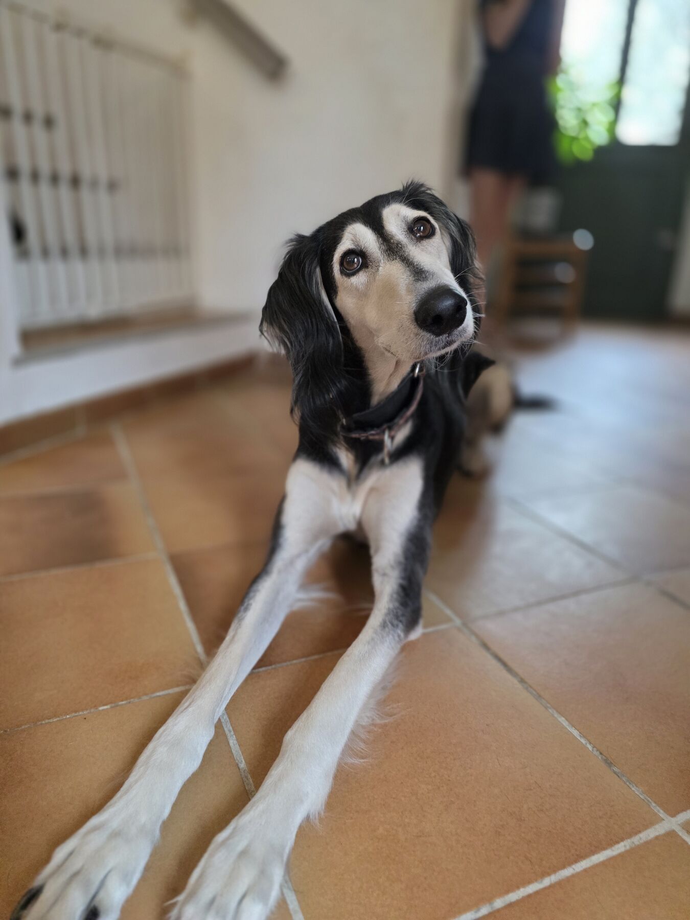 Sagi lying on the tiled floor, head tilted
