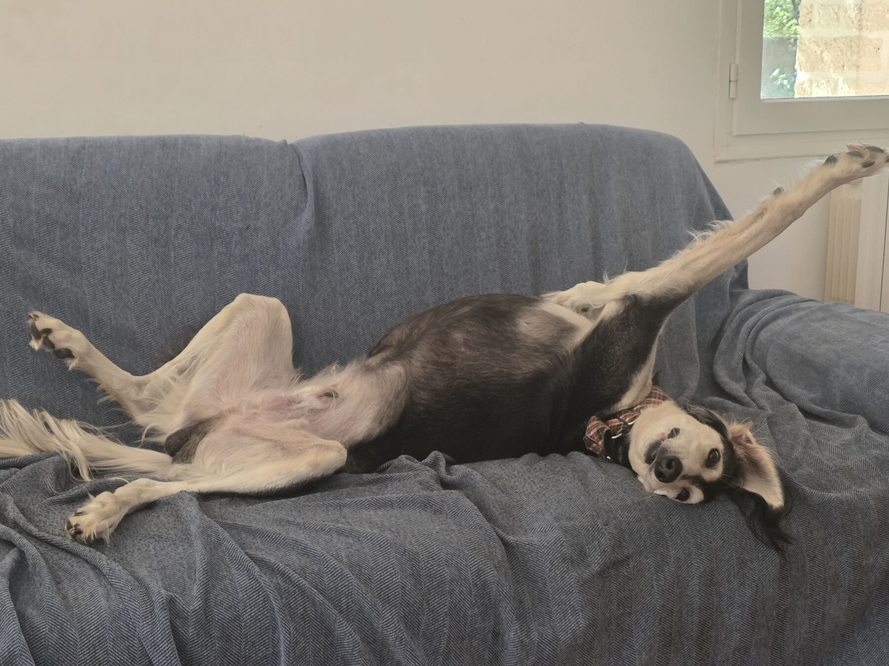 Sagi stretched upside down along the sofa