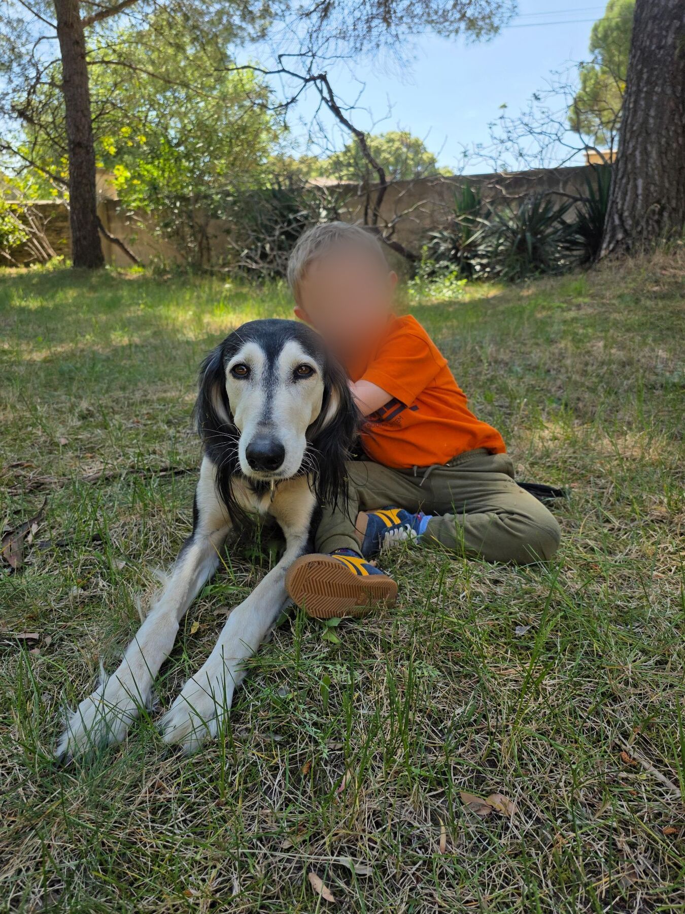 A small boy in an orange T-shirt sitting in the grass with Sagi