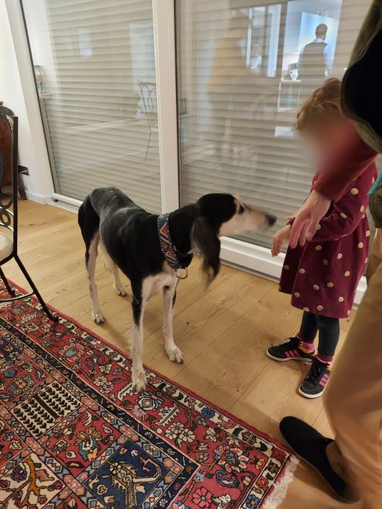 Sagi standing on a rug beside a small girl in a red dress