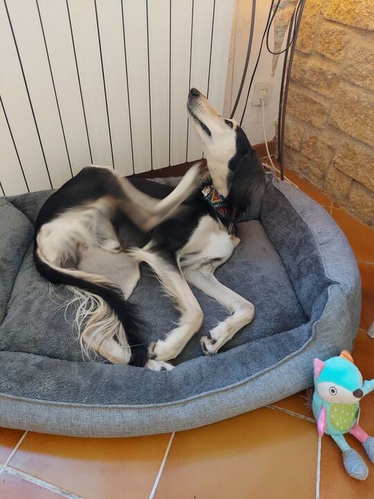 Sagi curled in his bed with his legs in the air