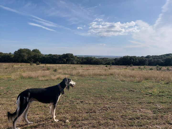 Sagi standing on open heathland under a wide sky, mouth open