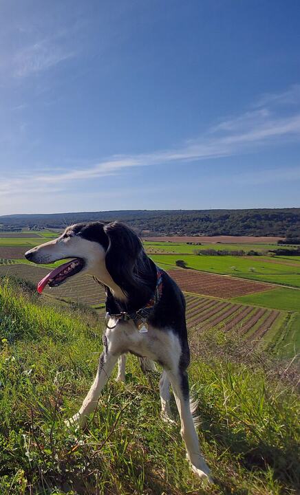 Sagi on a hilltop, mouth open