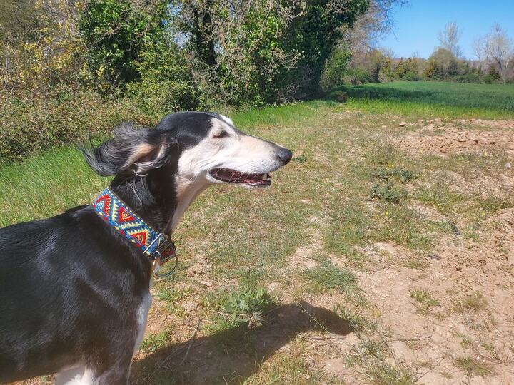 Sagi with his ears blowing in the wind