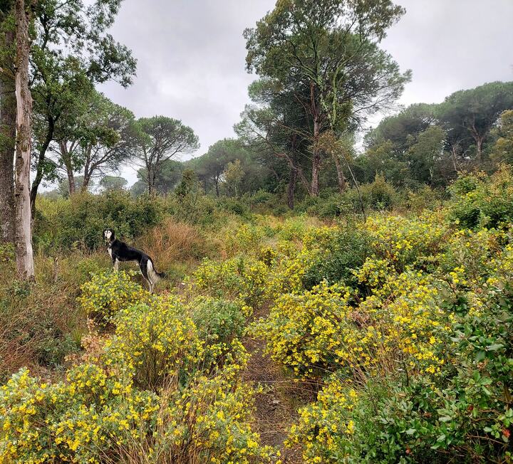 Sagi among yellow-flowering scrub under tall pines