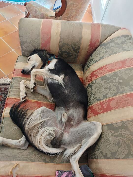 Sagi upside down on a striped sofa