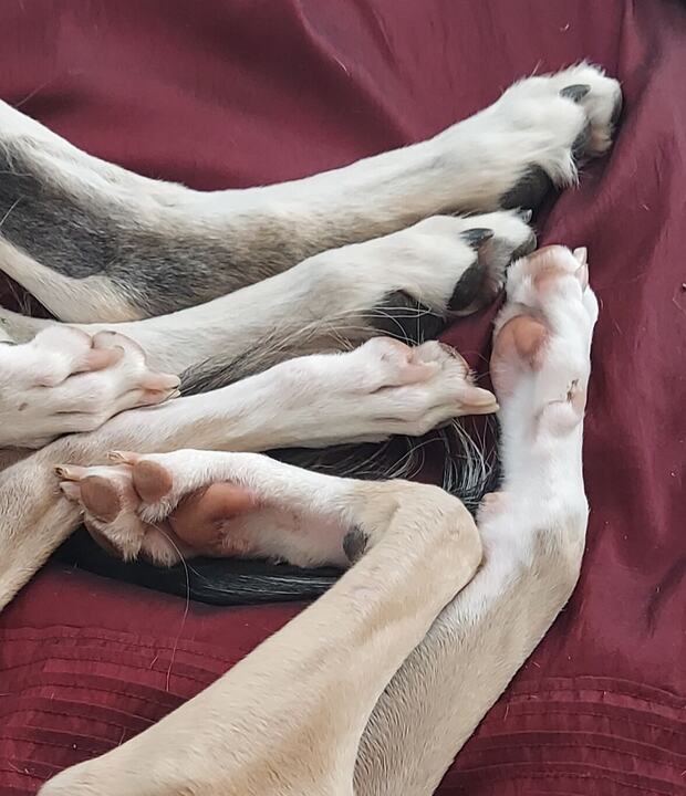 A tangle of Sagi's long legs and paws on a red bedspread