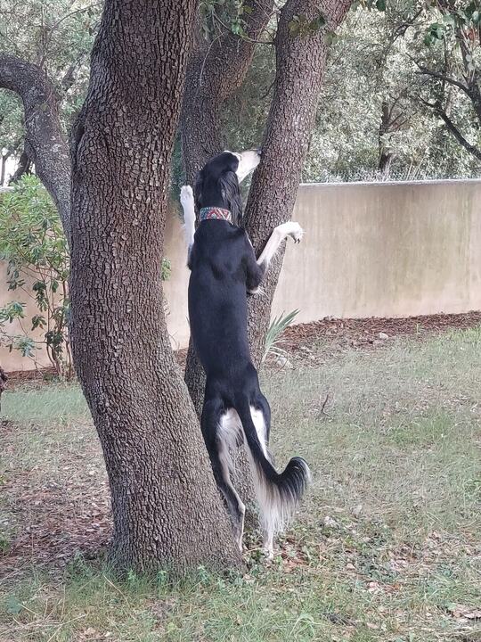 Sagi standing up against a tree trunk