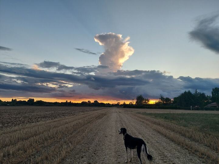Sagi in a stubble field under a towering cloud at sunset