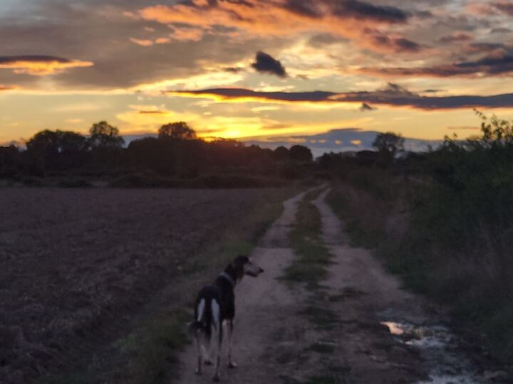 Sagi on a track at sunset