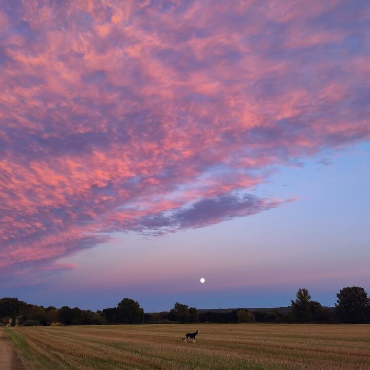 Sagi small in a stubble field under pink clouds and a rising full moon