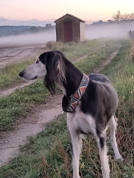 Sagi on a misty track