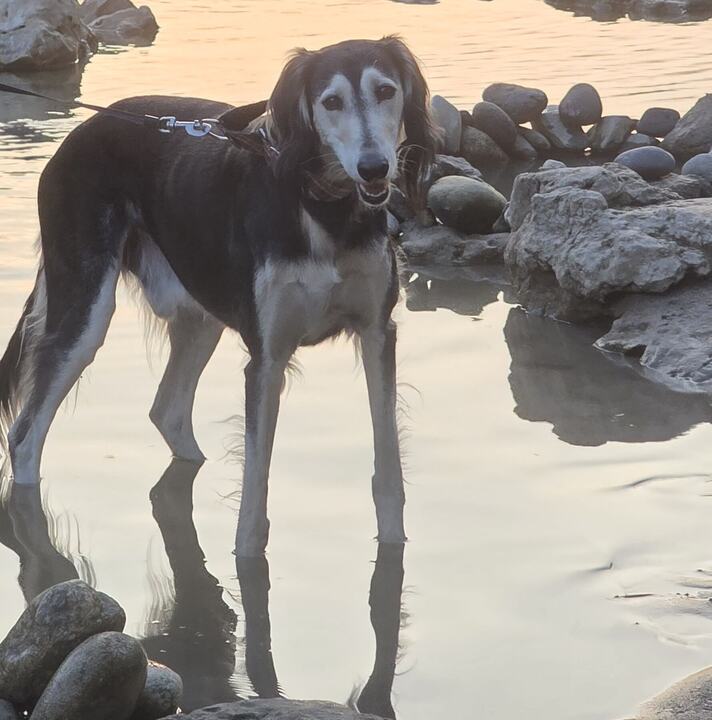Sagi standing in a river beside a man