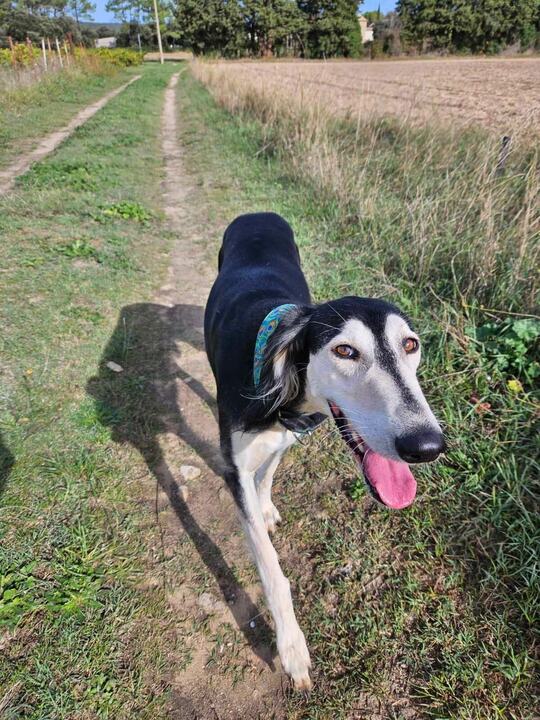 Sagi trotting towards the camera along a grassy track, tongue out